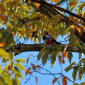 アカゲラ♂2023.12.01平塚（撮影　岡根武彦）