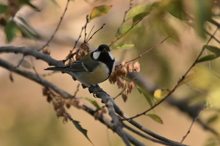 シジュウカラ♀2023.12.03平塚（撮影　岡根武彦）