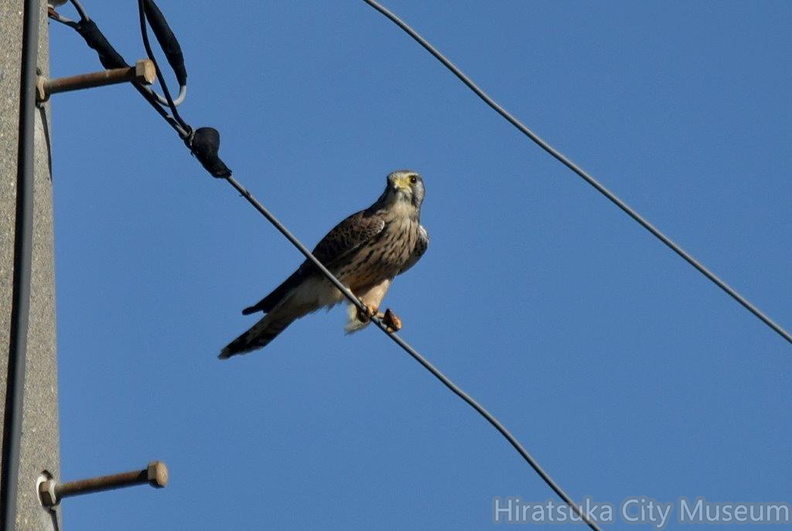 チョウゲンボウ♀2023.11.28平塚（撮影　岡根武彦）