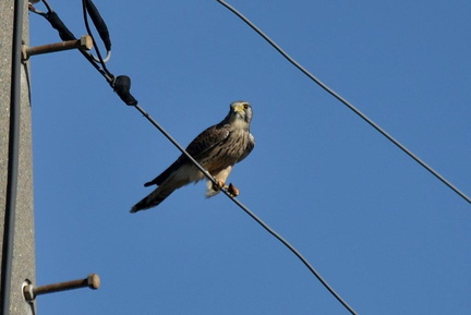 チョウゲンボウ♀2023.11.28平塚（撮影　岡根武彦）