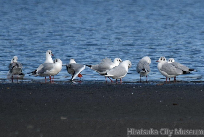ユリカモメ2023.12.13平塚（撮影　岡根武彦）