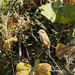 平塚と周辺の野鳥（撮影　鈴木真由美）