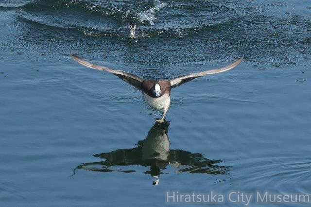 アメリカヒドリ♂3_2023.11.24厚木（撮影　鈴木真由美）.jpg