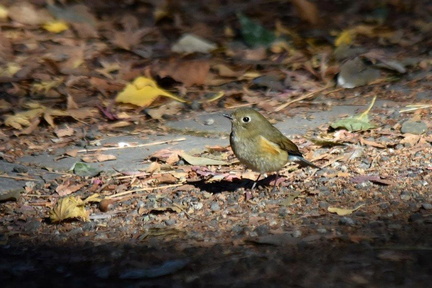 ルリビタキ♀2023.12.23平塚（撮影　岡根武彦）