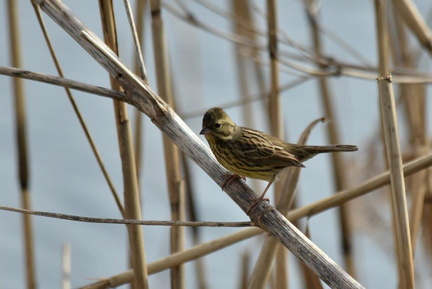 アオジ♀2024.01.23平塚（撮影　岡根武彦）