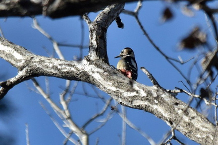 アカゲラ♀2024.01.15平塚（撮影　岡根武彦）