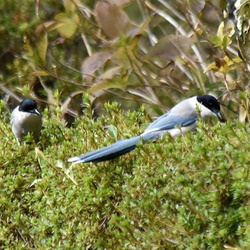 平塚と大磯の野鳥（撮影　岡根武彦）