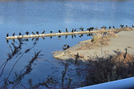 カワウ2024.01.12平塚（撮影　岡根武彦）