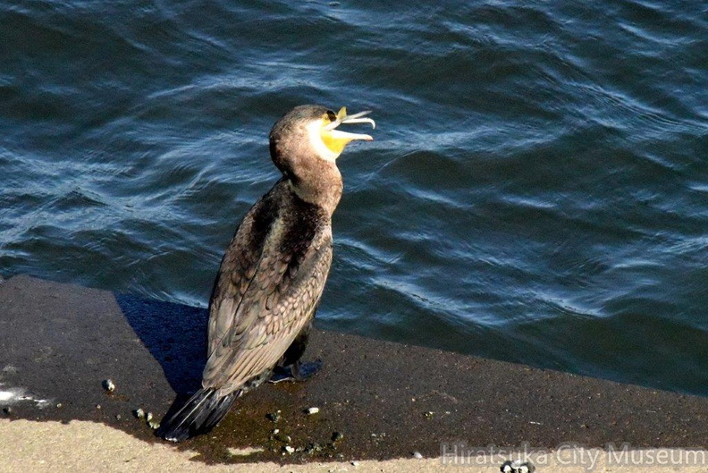 カワウ獲物大きい2024.01.12平塚（撮影　岡根武彦）.jpg
