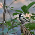 シジュウカラ♀2024.01.04平塚（撮影　岡根武彦）