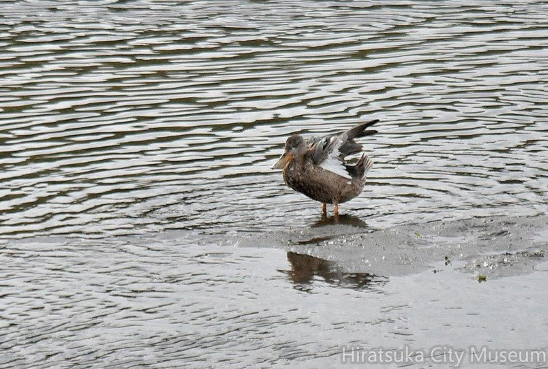 ハシビロガモ♀2024.01.22平塚（撮影　岡根武彦）.jpg