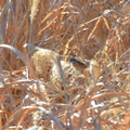 ホオジロ♂2024.01.17平塚（撮影　岡根武彦）