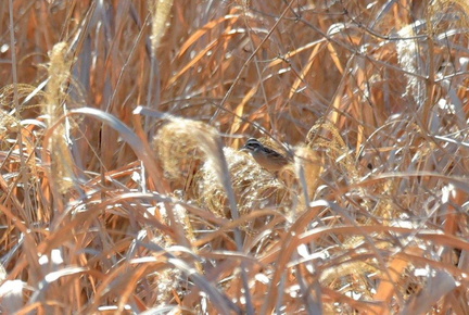 ホオジロ♂2024.01.17平塚（撮影　岡根武彦）