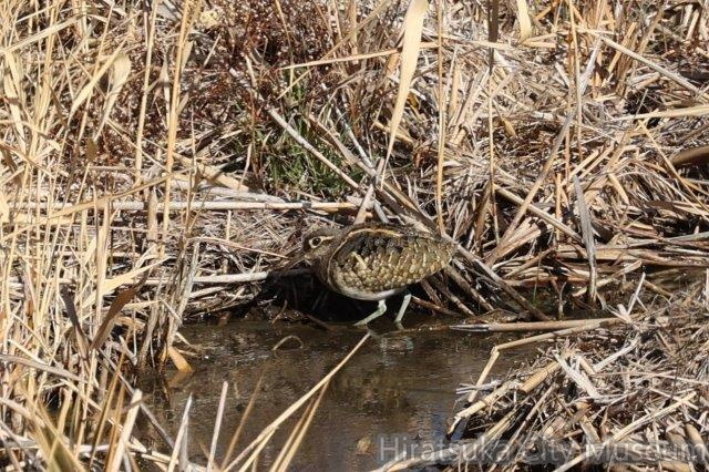 タマシギ♂2024.01.17平塚（撮影　鈴木真由美）.jpg
