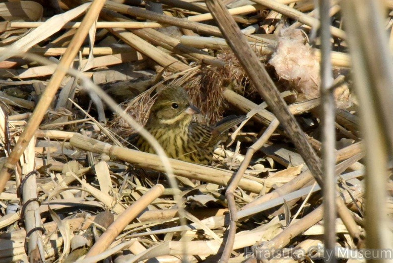 アオジ♀2024.02.03平塚（撮影　岡根武彦）.jpg
