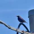 イソヒヨドリ♀2024.02.16平塚（撮影　岡根武彦）
