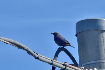 イソヒヨドリ♀2024.02.16平塚（撮影　岡根武彦）
