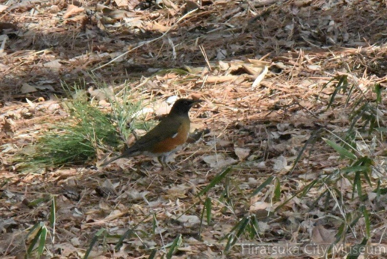 オオアカハラ2024.02.20平塚（撮影　岡根武彦）.jpg