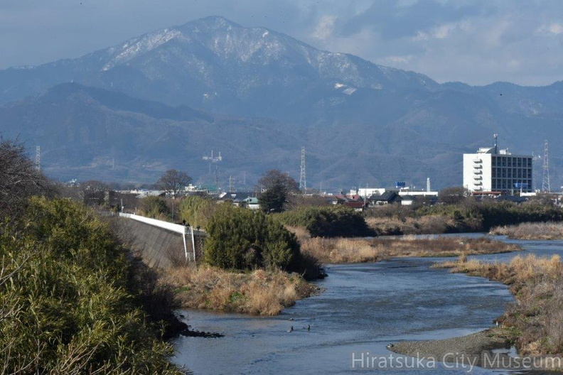 カワアイサのいる風景2024.02.07平塚（撮影　岡根武彦）.jpg