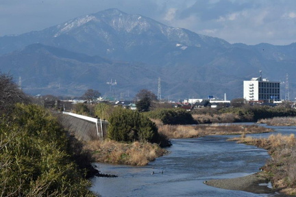 カワアイサのいる風景2024.02.07平塚（撮影　岡根武彦）