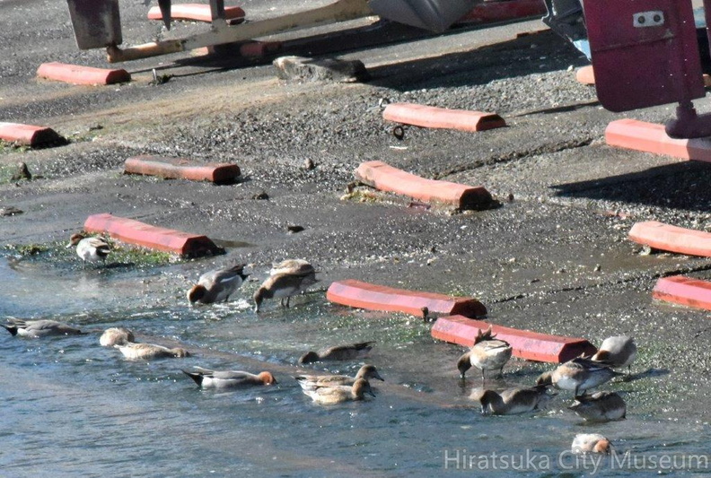 ヒドリガモ2024.02.16平塚（撮影　岡根武彦）.jpg