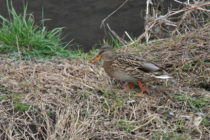 マガモ♀2024.02.18平塚（撮影　岡根武彦）