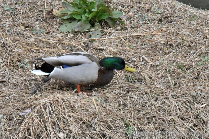 マガモ♂2024.02.18平塚（撮影　岡根武彦）.jpg