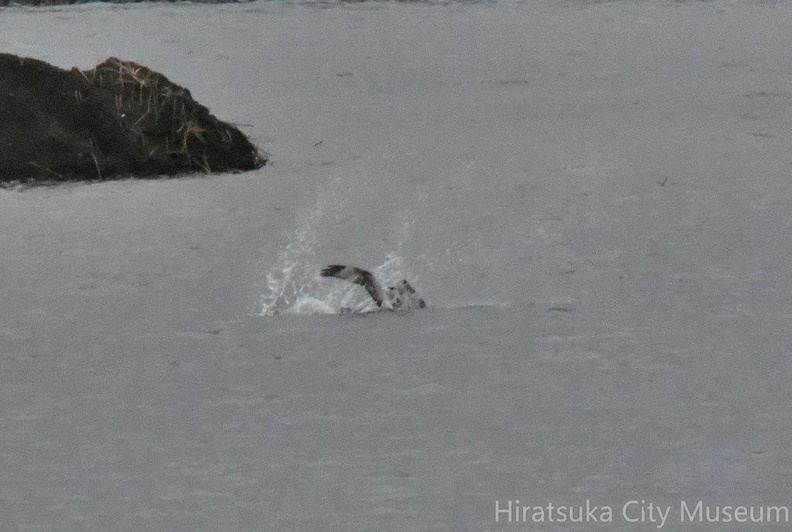 ミサゴ2024.02.19平塚（撮影　岡根武彦）.jpg