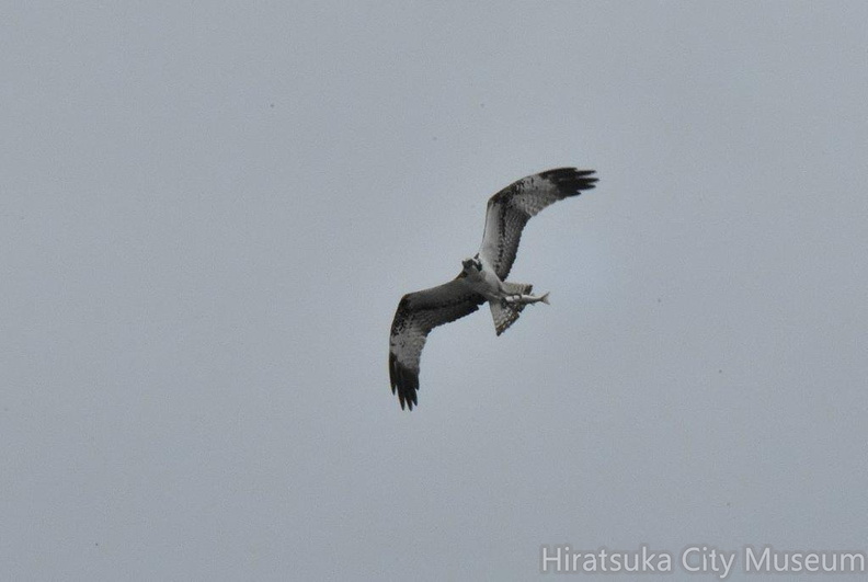 ミサゴ2024.02.19平塚4（撮影　岡根武彦）.jpg