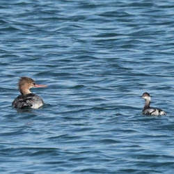 平塚とその周辺の野鳥（撮影　鈴木真由美）