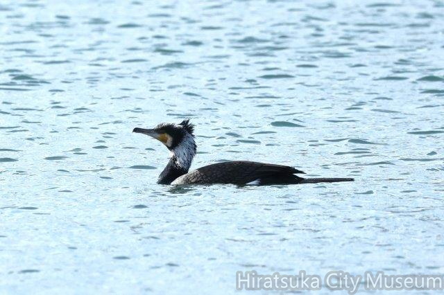カワウ婚姻色2024.01.23大磯（撮影　鈴木真由美）.jpg