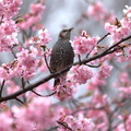 ヒヨドリと河津桜2024.02.16大磯（撮影　鈴木真由美）