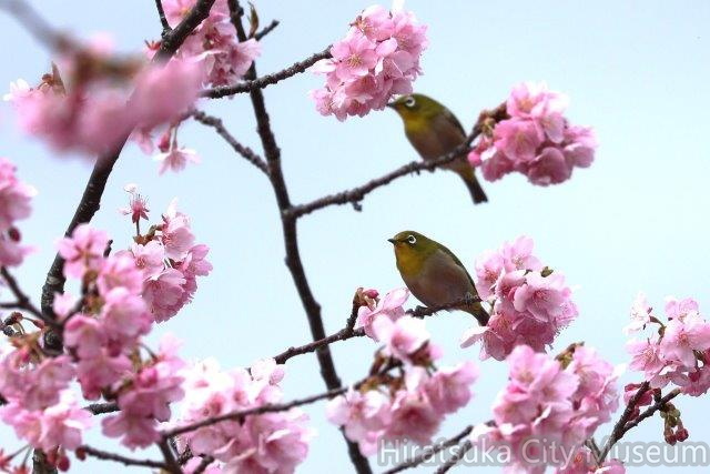 メジロと河津桜2024.02.16大磯（撮影　鈴木真由美）.jpg