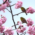 メジロと河津桜2024.02.16大磯（撮影　鈴木真由美）