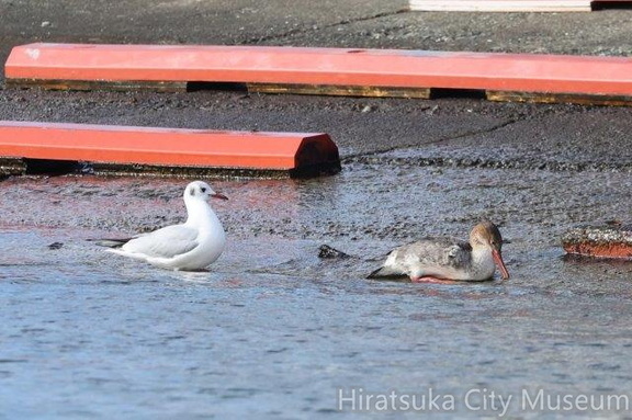 ユリカモメ、ウミアイサ♀2024.01.23大磯（撮影　鈴木真由美）