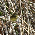 アオジ♀2024.03.18平塚（撮影　岡根武彦）