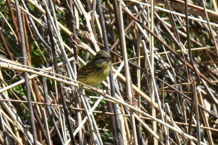 アオジ♀2024.03.18平塚（撮影　岡根武彦）