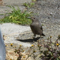 イソヒヨドリ♀2024.03.09平塚（撮影　岡根武彦）