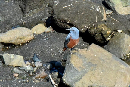 イソヒヨドリ♂2024.03.13平塚（撮影　岡根武彦）