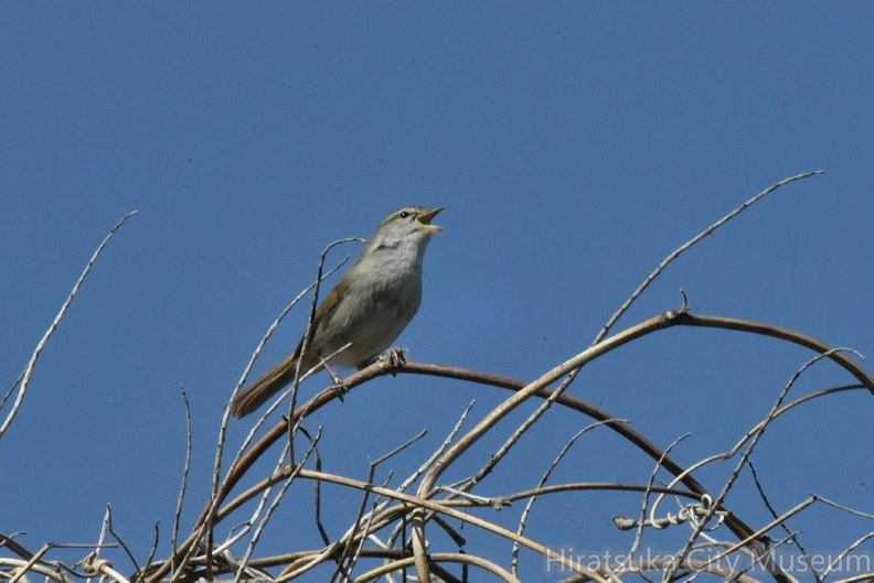 ウグイス2024.03.18平塚2（撮影　岡根武彦）.jpg