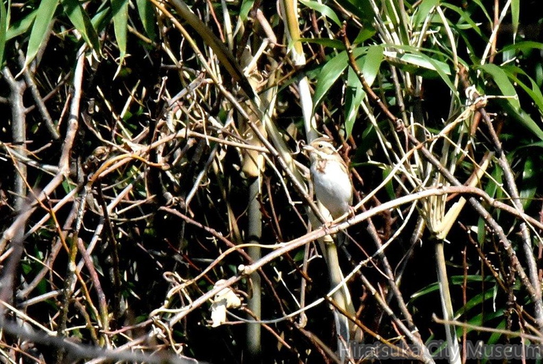 カシラダカ♀2024.03.15平塚（撮影　岡根武彦）.jpg
