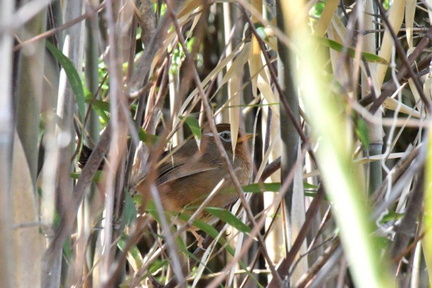 ガビチョウ♂2024.03.20平塚2（撮影　岡根武彦）