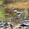 キセキレイ♀2024.03.13平塚（撮影　岡根武彦）