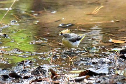 キセキレイ♀2024.03.13平塚（撮影　岡根武彦）