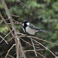 シジュウカラ♀2024.03.19平塚（撮影　岡根武彦）