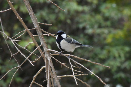シジュウカラ♀2024.03.19平塚（撮影　岡根武彦）