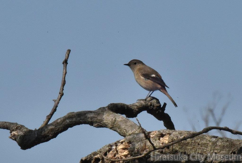 ジョウビタキ♀2024.03.15平塚（撮影　岡根武彦）.jpg