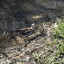 平塚と大磯の野鳥（とコウモリ）（撮影　岡根武彦）
