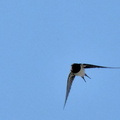 ツバメ♀2024.03.22平塚2（撮影　岡根武彦）