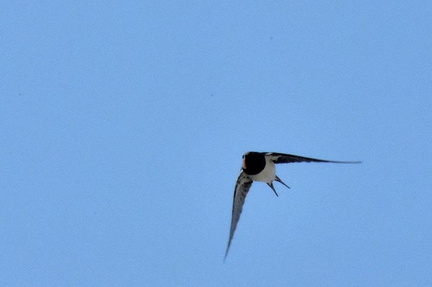 ツバメ♀2024.03.22平塚2（撮影　岡根武彦）